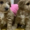 Maltipoo puppies for sale photo 9