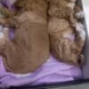 Maltipoo puppies for sale photo 10