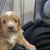 Maltipoo puppies for sale photo 11