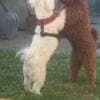 Maltipoo puppies for sale photo 12