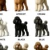 Maltipoo puppies for sale photo 14