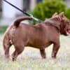 American Bully puppies photo 1