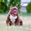 American Bully puppies photo 3