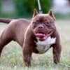 American Bully puppies photo 4