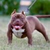 American Bully puppies photo 5
