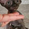 Purebred Elf Sphynx kittens photo 1
