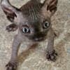 Purebred Elf Sphynx kittens photo 2