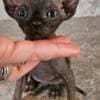 Purebred Elf Sphynx kittens photo 3