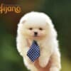 Pomeranian Spitz puppies photo 1