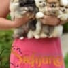 Pomeranian Spitz puppies photo 2