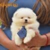 Pomeranian Spitz puppies photo 4