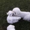 Bichon Frise puppies for sale photo 2