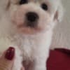 Bichon Frise puppies for sale photo 3