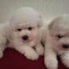 Bichon Frise puppies for sale photo 4