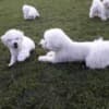 Bichon Frise puppies for sale photo 5