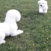 Bichon Frise puppies for sale photo 6