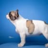 French Bulldog puppies photo 1
