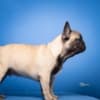 French Bulldog puppies photo 2