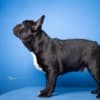 French Bulldog puppies photo 3
