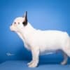 French Bulldog puppies photo 4