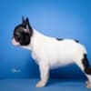French Bulldog puppies photo 5