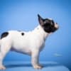 French Bulldog puppies photo 6