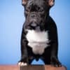 French Bulldog puppies photo 7
