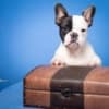 French Bulldog puppies photo 8