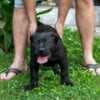 South African Mastiff – Boerboel Puppies photo 1