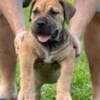 South African Mastiff – Boerboel Puppies photo 3