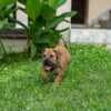 South African Mastiff – Boerboel Puppies photo 4