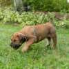 South African Mastiff – Boerboel Puppies photo 6