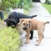 South African Mastiff – Boerboel Puppies photo 8