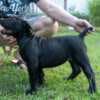 South African Mastiff – Boerboel Puppies photo 10