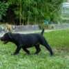 South African Mastiff – Boerboel Puppies photo 12