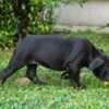 South African Mastiff – Boerboel Puppies photo 13