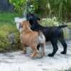 South African Mastiff – Boerboel Puppies photo 14