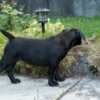 South African Mastiff – Boerboel Puppies photo 15