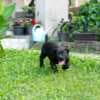 South African Mastiff – Boerboel Puppies photo 16