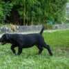 South African Mastiff – Boerboel Puppies photo 19