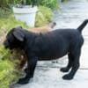South African Mastiff – Boerboel Puppies photo 20