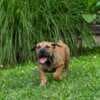 South African Mastiff – Boerboel Puppies photo 21