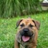 South African Mastiff – Boerboel Puppies photo 23