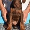 Doberman photo 1