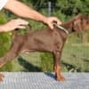 Doberman photo 2