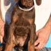 Doberman photo 3