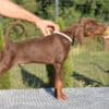 Doberman photo 4