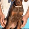 Doberman photo 5