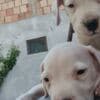 Dogo Argentino – Beautiful Puppies photo 1