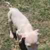 Dogo Argentino – Beautiful Puppies photo 2